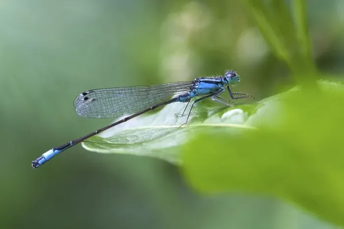 Framed Print : Blue tailed Damselfly (Ischnura elegans) on a leaf Framed Print : Blue tailed Damselfly (Ischnura elegans) on a leaf