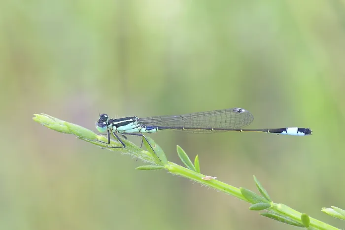 Framed Print : Blue-tailed damselfly (Ischnura elegans) sitting on a blade of grass Framed Print : Blue-tailed damselfly (Ischnura elegans) sitting on a blade of grass