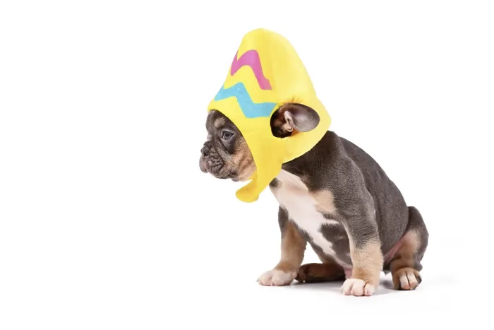Framed Print : Blue Tan French Bulldog dog puppy wearing Easter egg costume hat on white background Framed Print : Blue Tan French Bulldog dog puppy wearing Easter egg costume hat on white background