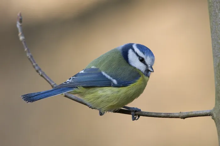Framed Print : blue tit Framed Print : blue tit