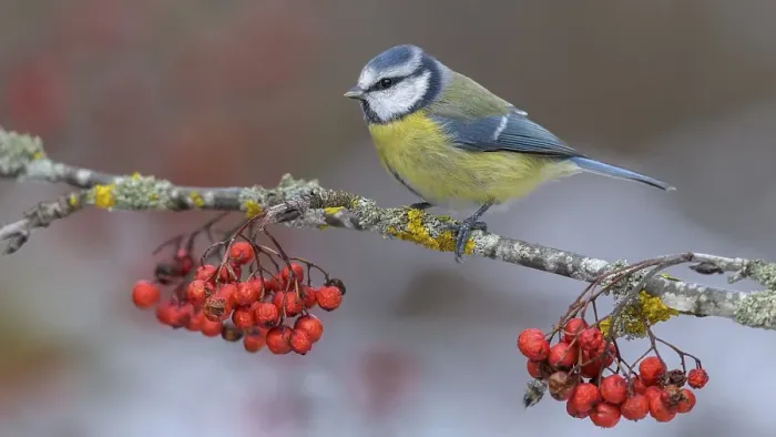 Framed Print : Blue tit (Cyanistes caeruleus)