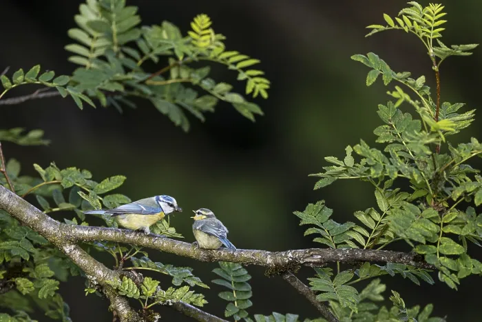 Framed Print : Blue tit (Cyanistes caeruleus) Framed Print : Blue tit (Cyanistes caeruleus)