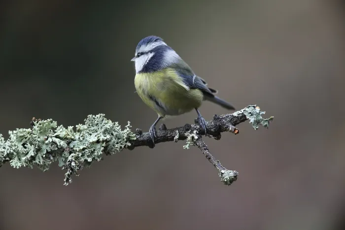 Framed Print : Blue tit (Cyanistes caeruleus) Framed Print : Blue tit (Cyanistes caeruleus)