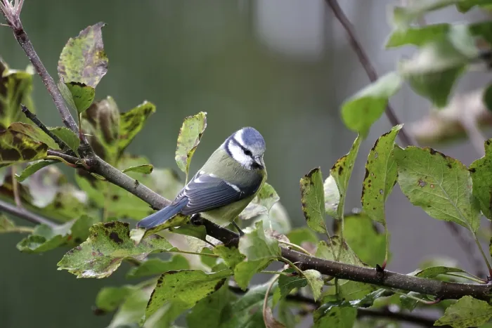 Framed Print : Blue tit (Cyanistes caeruleus)