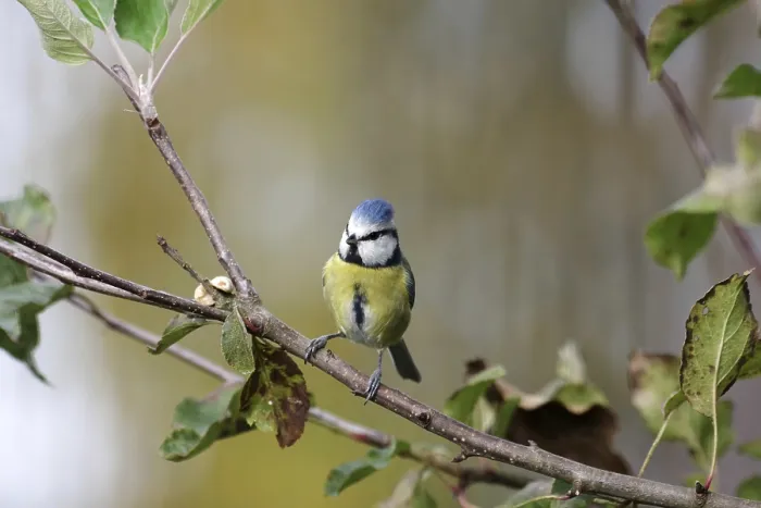 Framed Print : Blue tit (Cyanistes caeruleus) Framed Print : Blue tit (Cyanistes caeruleus)