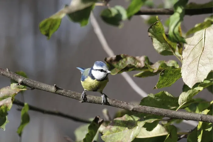 Framed Print : Blue tit (Cyanistes caeruleus)