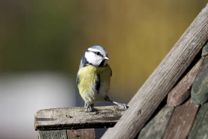 Framed Print : Blue tit (Cyanistes caeruleus)