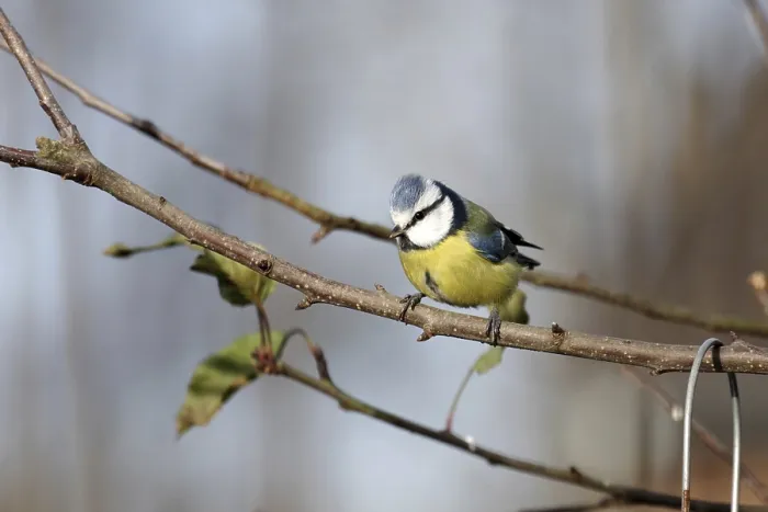 Framed Print : Blue tit (Cyanistes caeruleus)