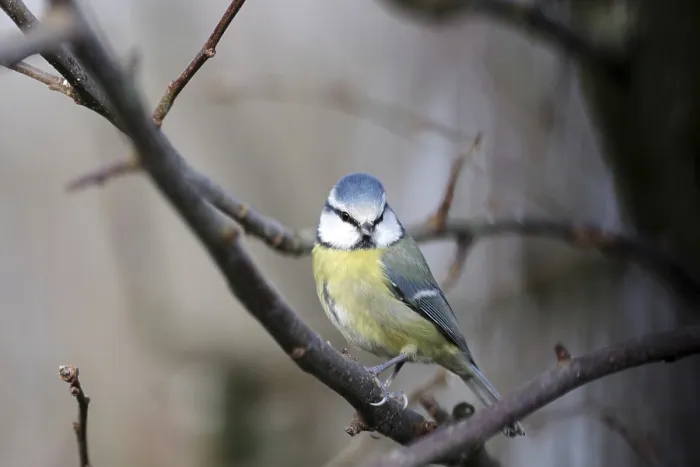 Framed Print : Blue tit (Cyanistes caeruleus)