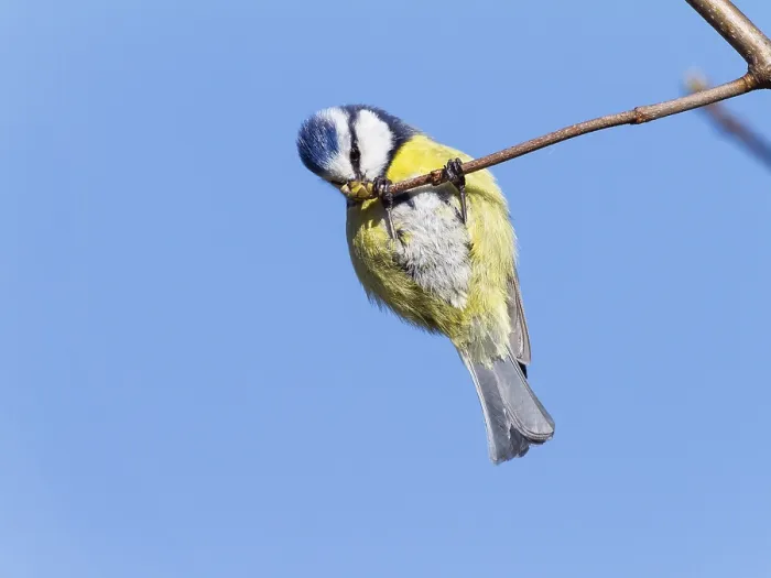 Framed Print : Blue tit (Cyanistes caeruleus)