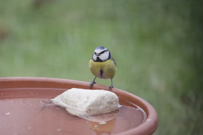 Framed Print : Blue tit (Cyanistes caeruleus) Framed Print : Blue tit (Cyanistes caeruleus)
