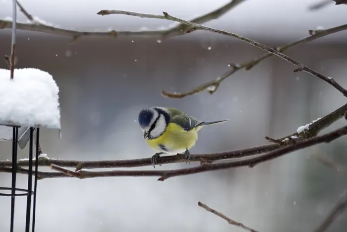 Framed Print : Blue tit (Cyanistes caeruleus)