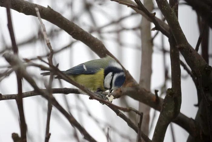 Framed Print : Blue tit (Cyanistes caeruleus) Framed Print : Blue tit (Cyanistes caeruleus)
