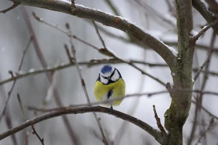 Framed Print : Blue tit (Cyanistes caeruleus)
