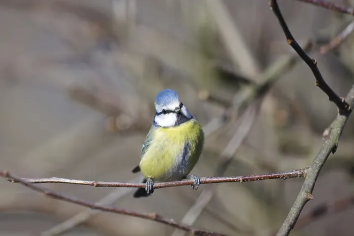 Framed Print : Blue tit (Cyanistes caeruleus)