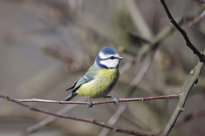 Framed Print : Blue tit (Cyanistes caeruleus)