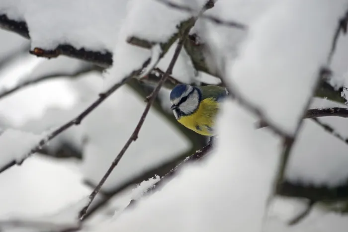 Framed Print : Blue tit (Cyanistes caeruleus) Framed Print : Blue tit (Cyanistes caeruleus)