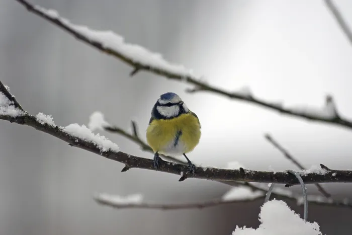 Framed Print : Blue tit (Cyanistes caeruleus)