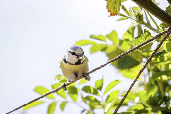 Framed Print : A blue tit (Cyanistes caeruleus) balancing on a rope with fresh green foliage in the background in bright sunlight Framed Print : A blue tit (Cyanistes caeruleus) balancing on a rope with fresh green foliage in the background in bright sunlight