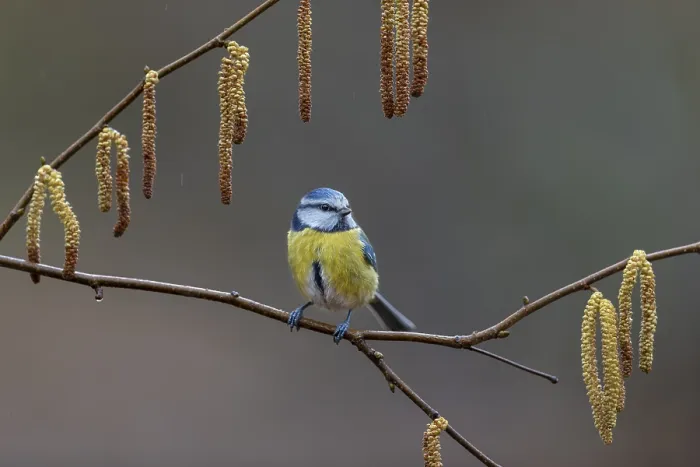 Framed Print : Blue tit (Cyanistes caeruleus) on the branch of a hazelnut