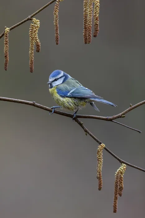 Framed Print : Blue tit (Cyanistes caeruleus) on the branch of a hazelnut Framed Print : Blue tit (Cyanistes caeruleus) on the branch of a hazelnut