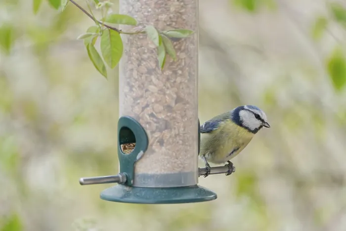 Framed Print : Blue tit (Cyanistes caeruleus) eating seeds from a feeder