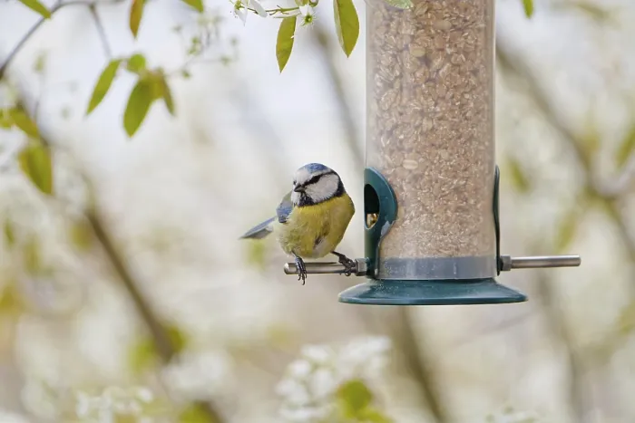 Framed Print : Blue tit (Cyanistes caeruleus) eating seeds from a feeder