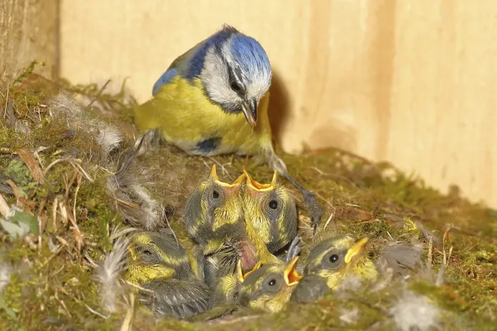 Framed Print : Blue tit (Cyanistes caeruleus) feeding the young in the nest