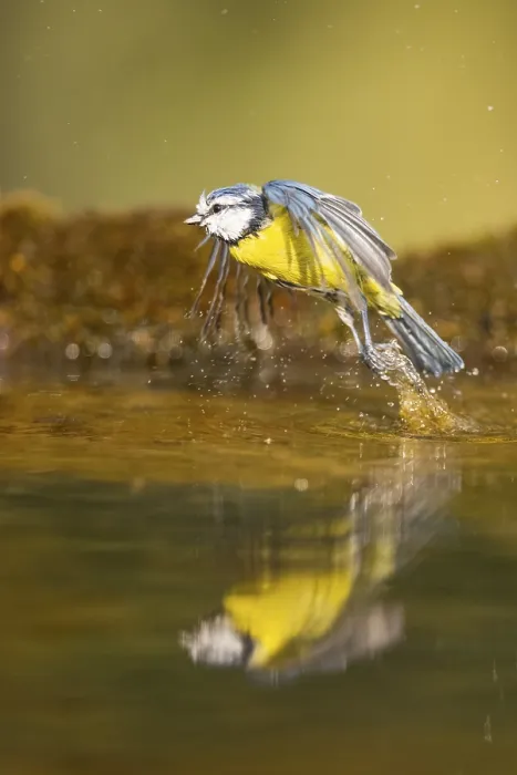 Framed Print : Blue tit (Cyanistes caeruleus) flying at a water pool Framed Print : Blue tit (Cyanistes caeruleus) flying at a water pool