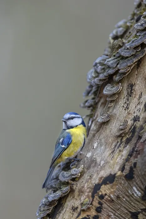 Framed Print : A blue tit (Cyanistes caeruleus) inspecting the branch of a beech tree