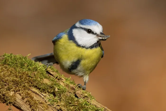 Framed Print : Blue tit, Cyanistes caeruleus, Parus caeruleus Framed Print : Blue tit, Cyanistes caeruleus, Parus caeruleus