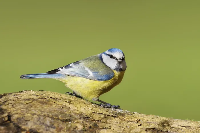 Framed Print : Blue tit (Cyanistes caeruleus, Parus caeruleus)