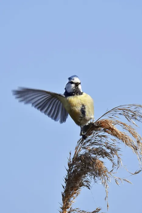 Framed Print : Blue tit (Cyanistes caeruleus, Parus caeruleus) sitting on reeds (Phragmites australis) Framed Print : Blue tit (Cyanistes caeruleus, Parus caeruleus) sitting on reeds (Phragmites australis)