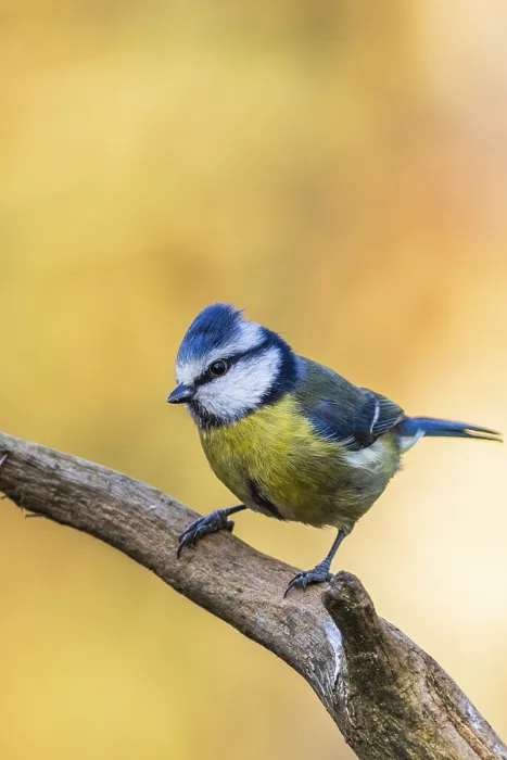 Framed Print : Blue tit (Cyanistes caeruleus) perched on a branch Framed Print : Blue tit (Cyanistes caeruleus) perched on a branch