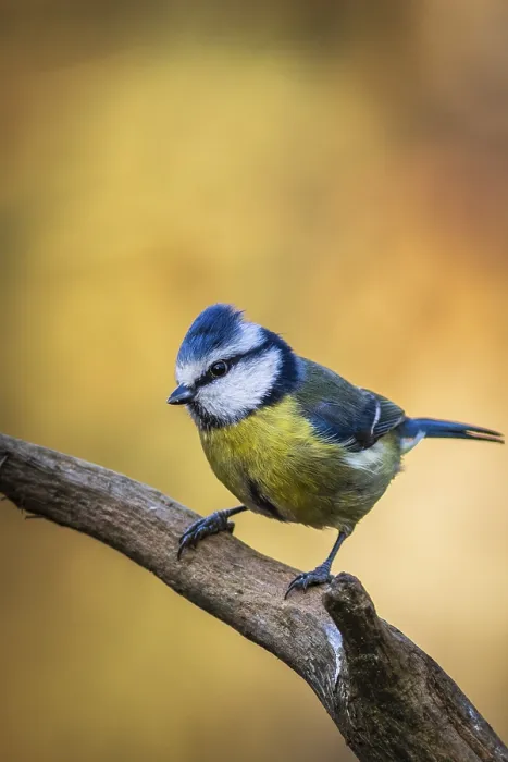 Framed Print : Blue tit (Cyanistes caeruleus) perched on a branch Framed Print : Blue tit (Cyanistes caeruleus) perched on a branch