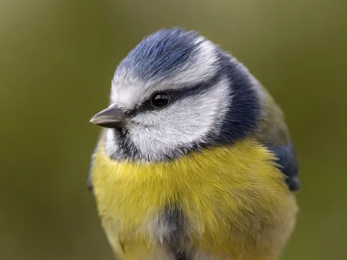 Framed Print : Blue tit (Cyanistes caeruleus) portrait shot from the front Framed Print : Blue tit (Cyanistes caeruleus) portrait shot from the front