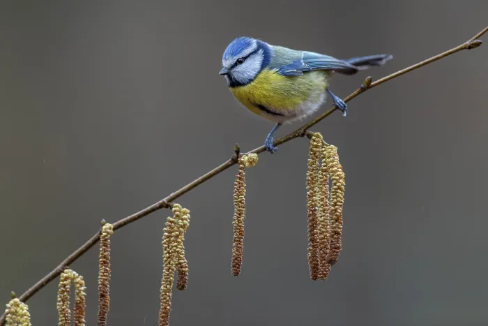 Framed Print : A blue tit (Cyanistes caeruleus) has made a short stopover