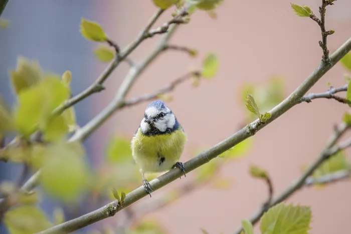 Framed Print : A blue tit (Cyanistes caeruleus) sitting on a branch surrounded by fresh foliage and a blurred background