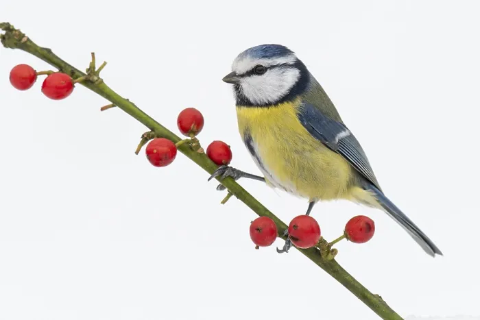 Framed Print : Blue tit (Cyanistes caeruleus) in the snow
