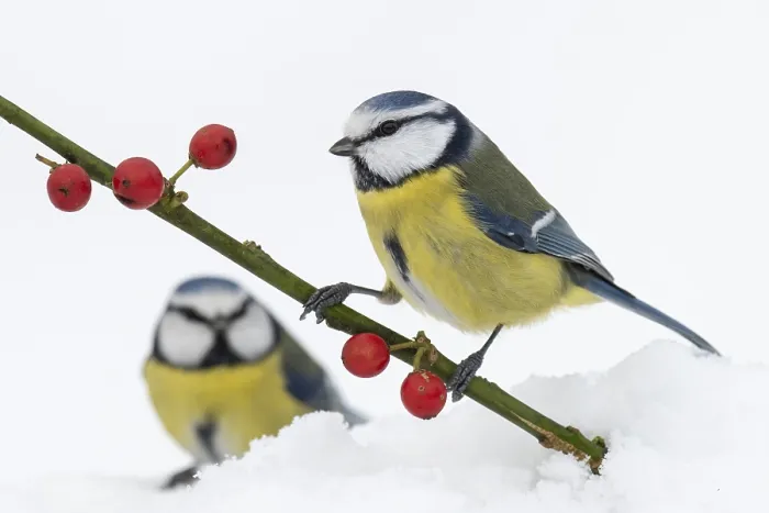 Framed Print : Blue tit (Cyanistes caeruleus) in the snow