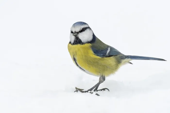Framed Print : Blue tit (Cyanistes caeruleus) in the snow