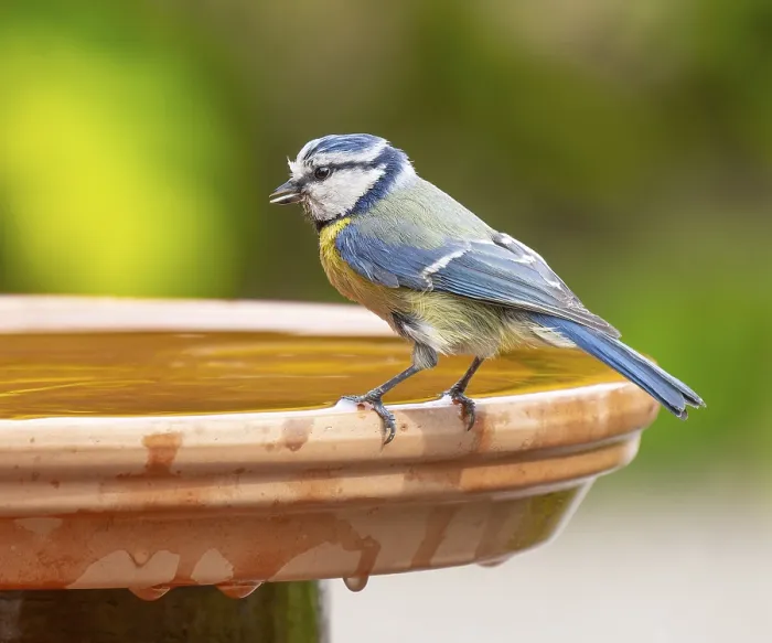 Framed Print : Blue tit (Cyanistes caeruleus) standing on a bird bath