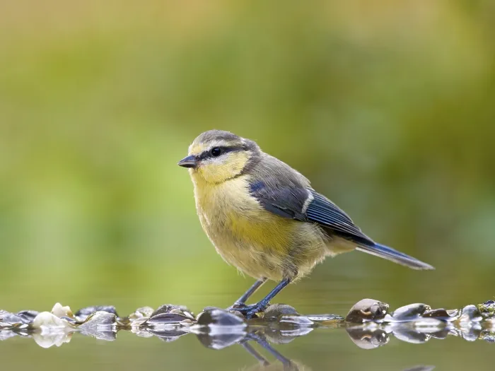 Framed Print : Blue tit (Cyanistes caeruleus) standing in shallow water