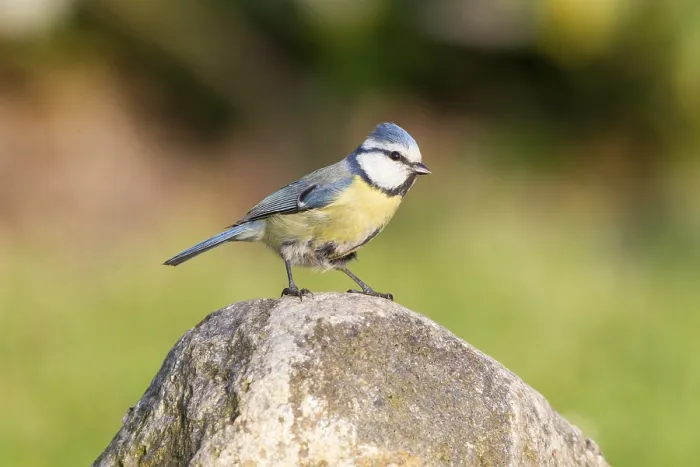 Framed Print : Blue Tit (Cyanistes caeruleus syn Parus caeruleus)