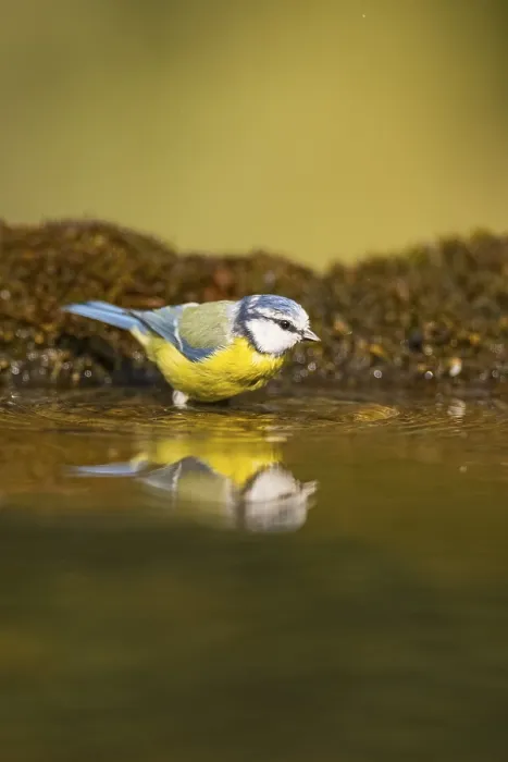 Framed Print : Blue tit (Cyanistes caeruleus) at a water pool