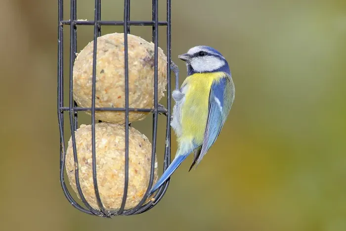 Framed Print : Blue tit (Cyanistes caeruleus) wildlife