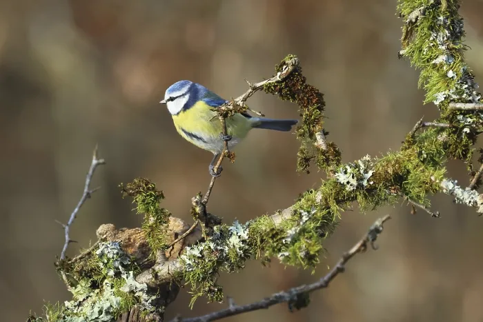 Framed Print : Blue tit, Cyanistescaeruleus, sitting on a branch
