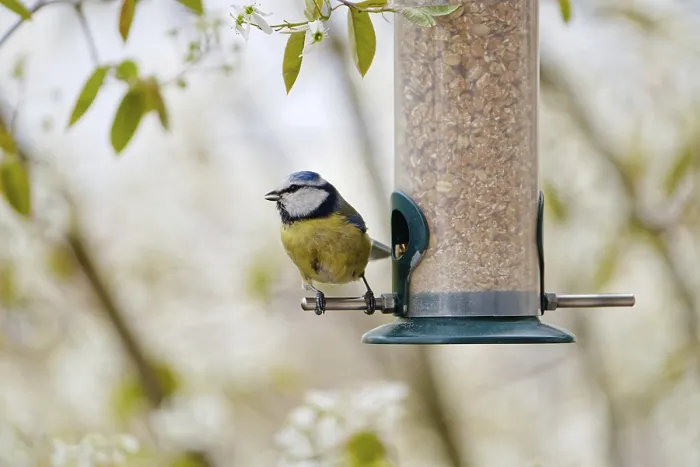Framed Print : Blue tit eating seeds from a feeder Framed Print : Blue tit eating seeds from a feeder