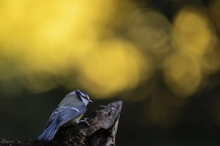 Framed Print : Blue tit (Parus caerulea), Emsland