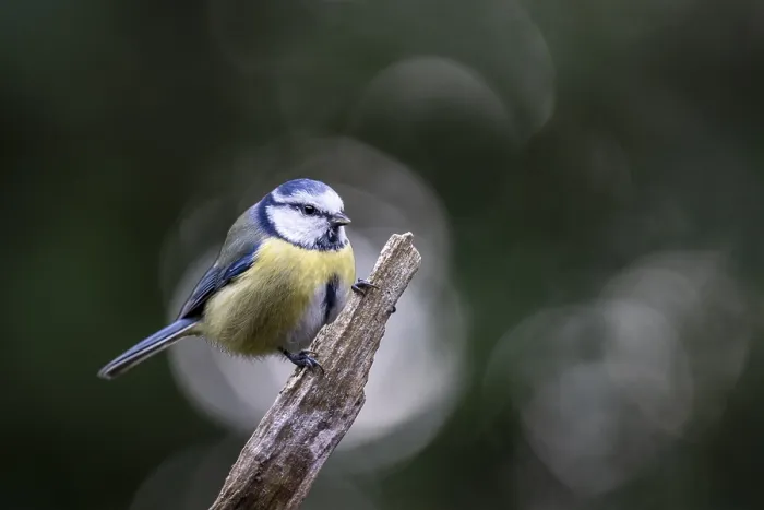 Framed Print : Blue tit (Parus caerulea), Emsland